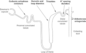 Image result for Diuretic