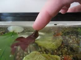 My Betta Jumped Out Of His Tank With A Lid. Idfk How. Only Difference In  Tank Is I Added A Miniature Pleco Yesterday To Help With Algae. 5 Gal.  Luckily I Walked