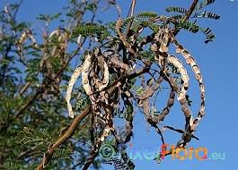 Image result for Acacia karroo
