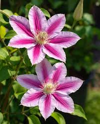 Image result for Clematis dolichopoda