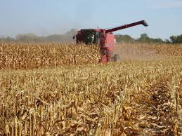 Some are truly vertical while some are vertical in name only but actually turn the soil. Recommendations For Managing Corn Residue At Harvest Cropwatch University Of Nebraska Lincoln