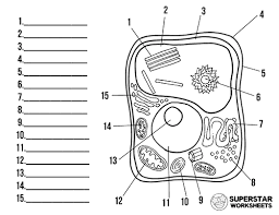Plant cell diagram not labeled. 30 Label Cell Worksheet Labels For Your Ideas