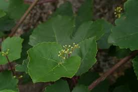 Image result for Vitaceae