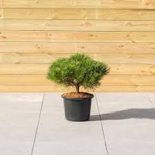 Epingle Sur จ ดสวน