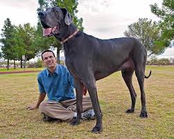 Measuring 7ft 3in Nose To Tail And Weighing In At 17st Giant George Is Declared The World S Tallest Dog Giant Dogs World S Tallest Dog Tallest Dog