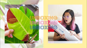 Giant Philodendron Dean Mcdowell Tree05tropical Unboxing Rare Plant Haul Youtube