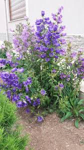 Campanula