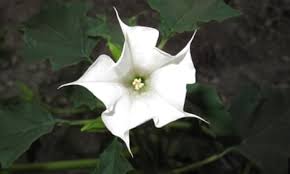 Image result for Datura stramonium