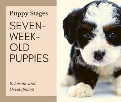 Rather, it is done because puppies generally make their way to their new home at about seven weeks of age, and since their mother is not going with them, the pups need to have their gastrointestinal tracts accustomed to. Puppy Stages Seven Week Old Puppy Behavior And Development Pethelpful By Fellow Animal Lovers And Experts