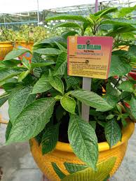 Kini saatnya mencoba meramu manfaat daun keji beling sebagai obat kuat peningkat stamina. Keji Beling Merapi Farma Herbal