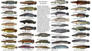 Jenis ikan laut ini memang sangat populer dan disenangi karena rasanya lezat. Semua Tentang Ikan Hias Air Tawar Jenis Jenis Ikan Gabus Air Tawar Channa Snakehead Fish