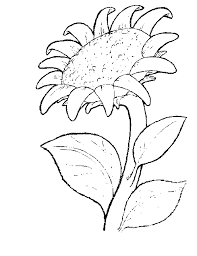 Disegno Da Colorare Comune Di Girasole Dipinto Pittura 600781 Png