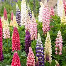 Lupine Russel Mix Flower Seeds Lupinus Polyphyllus 50seeds Etsy In 2021 Flower Seeds Flowers Perennials Lupine Flowers