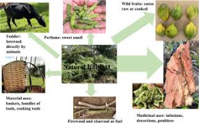 Image result for Solanecio sp.no.1