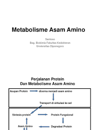 Apa itu protein nabati protein nabati adalah jenis sumber protein yang berasal dari tanaman. Kuliah Biokimia Metabolisme Asam Amino Sisipan