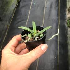 Image result for Aerangis stelligera