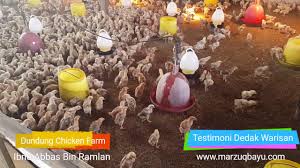Cara beternak ayam kampung selanjutnya memasuki proses pengawinan indukan. Ternak Ayam Kampung Komersial Di Kedah Moden Sistematik Youtube