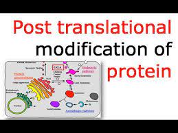 For any given protein, a variety of ptms offer a way to facilitate rapid cellular changes by altering the structure and function of the protein. Post Translational Modification Of Proteins Youtube
