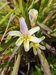 Image result for Xerophyta villosa