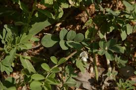 Image result for Tephrosia pumila