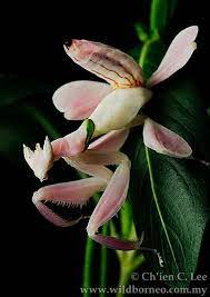 Pink Orchid Mantis Orchid Mantis Beautiful Bugs Orchids