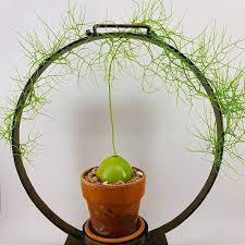 Image result for Bowiea volubilis