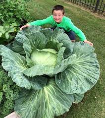 Mammoth Cabbage Nets Student A 1 000 Prize The Enterprise