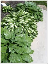 #3 · jun 11, 2013. Home Garden 101 Fighting Back With Sevin Dust And A Giveaway Doughmesstic
