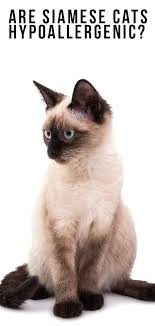 Despite its coat length, the affectionate and active. Are Siamese Cats Hypoallergenic And How Much Do They Shed Siamese Cats Facts Cats Hypoallergenic Cats