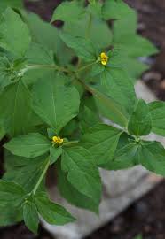 Image result for Sclerocarpus