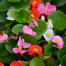 Image result for Begonia bequaertii