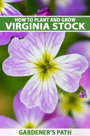 ** yellow flowers winter jasmine (jasminum nudiflorum) rooted cutting live plant. How To Grow Virginia Stock Flowers Gardener S Path