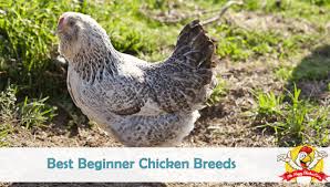 If you have small children that love to help with chicken chores, bantam breeds. Best Beginner Chicken Breeds