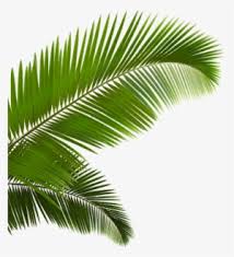 Palm Fronds Png Vaporwave Palm Tree Transparent Png Image Transparent Png Free Download On Seekpng Seeking more png image palm tree clip art png,palm tree emoji png,palm tree png? palm fronds png vaporwave palm tree
