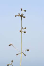 Image result for Commicarpus helenae