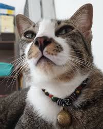 Cats Become Sometimes Aggressive Why Cats Cat Selfie Cat Day