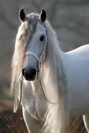 Cc Beautiful White Horse With A Long Mane Portfolio Paardenfoto S Hypo Focus Paardenfotografie Horses White Horses Pretty Horses