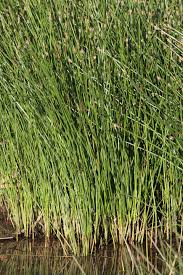 Image result for Eleocharis limosa