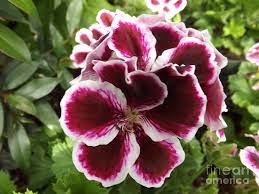 When grown outdoors these geraniums typically only flower once and. Martha Washington Geranium Photograph By Lingfai Leung