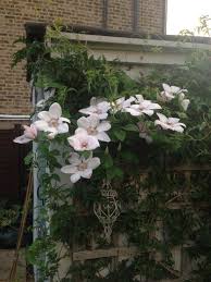 Prune your miss bateman clematis severely the spring that you plant it. Clematis Miss Bateman Clematis Plants Garden