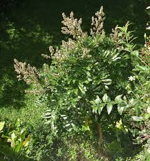 Image result for Deinbollia