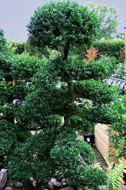 Dig up any small bushes formed by rooted branches. Hedges Trimming Rhs Gardening