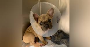 Courtesy chicago french bulldog rescue. Vets Defy Cdc Orders To Deport French Bulldogs Smuggled Into Chicago By Russian Breeder