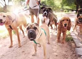 Our low cost pet vaccination veterinarians also provide wellness examinations, microchipping and dispense preventative flea, heartworm and intestinal parasite products for dogs and we are proud to offer the best mobile low cost pet vaccination service in the st petersburg fl | pinellas county. Low Cost Pet Vaccinations Garland Tx Petmobile Pet Hospital
