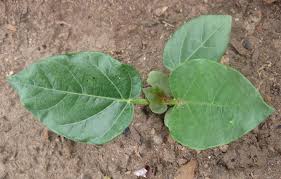 Image result for Jatropha scaposa