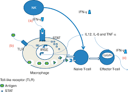 Developmental Hematology Section I Neonatal Hematology