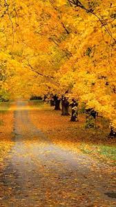 Pin By Gins On Otonos Fall Pictures Autumn Scenes Beautiful Nature