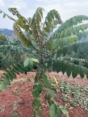 Image result for Polyscias fulva