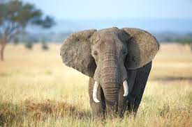 The ears' large surface area helps radiate excess heat under the harsh african sun. Status Check For African Elephants Nrdc