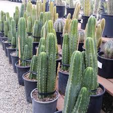 Image result for Nesaea pedroi